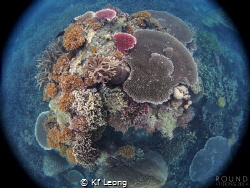 corals of Tioman Island by Kf Leong 